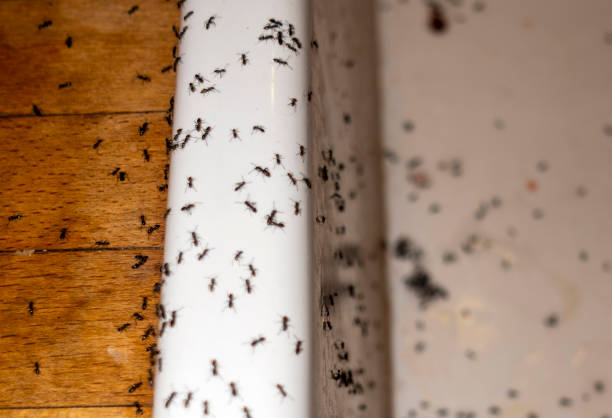 Best Emergency Pest Control  in Cherokee, IA