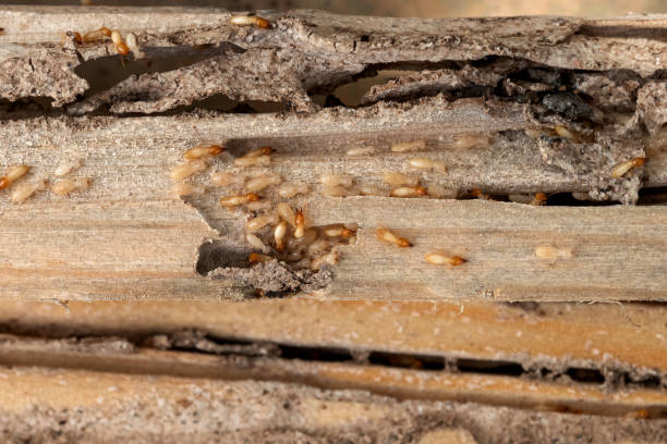 Trusted Cherokee, IA Pest Control Experts